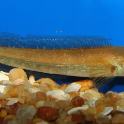 Bullseye Snakehead, photo 9
