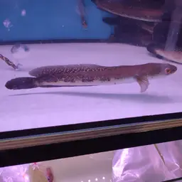 Bullseye Snakehead, photo 10
