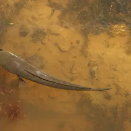 Bullseye Snakehead, photo 11