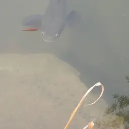Bullseye Snakehead, photo 12