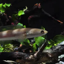 Black Snakehead