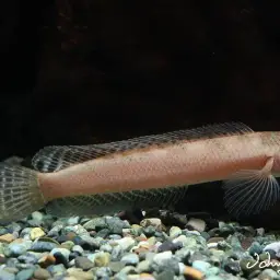 Black Snakehead, photo 2