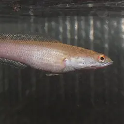 Black Snakehead, photo 3