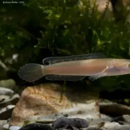 Black Snakehead, photo 4