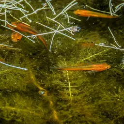 Black Snakehead, photo 5