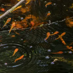 Black Snakehead, photo 6