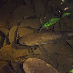 Black Snakehead, photo 7