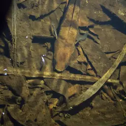 Black Snakehead, photo 8