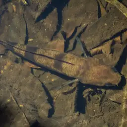 Black Snakehead, photo 9