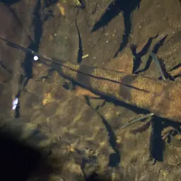 Black Snakehead, photo 10