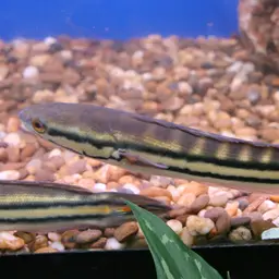 Indonesian Snakehead, photo 1