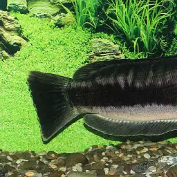 Indonesian Snakehead, photo 2