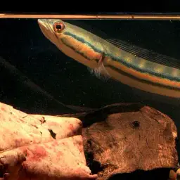 Indonesian Snakehead, photo 3