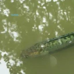 Indonesian Snakehead, photo 4