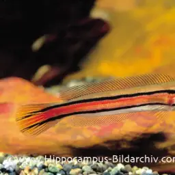 Indonesian Snakehead, photo 6