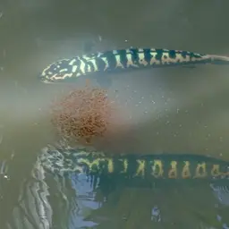 Indonesian Snakehead, photo 7