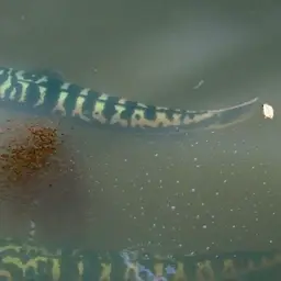 Indonesian Snakehead, photo 8