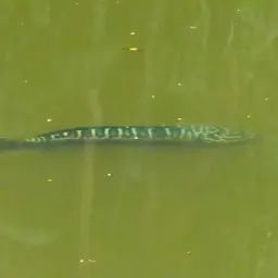 Indonesian Snakehead, photo 9