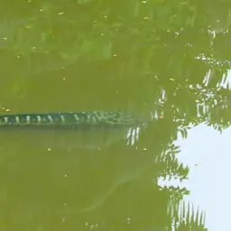 Indonesian Snakehead, photo 10