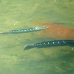 Indonesian Snakehead, photo 11