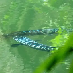 Indonesian Snakehead, photo 12