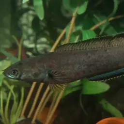 Asiatic Snakehead