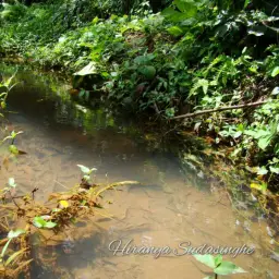 Asiatic Snakehead, photo 2