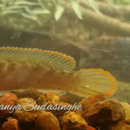 Asiatic Snakehead, photo 3