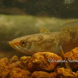 Asiatic Snakehead, photo 4