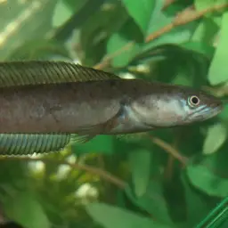 Asiatic Snakehead, photo 5