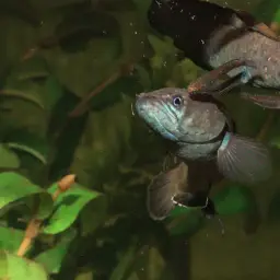 Asiatic Snakehead, photo 6