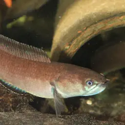 Asiatic Snakehead, photo 7