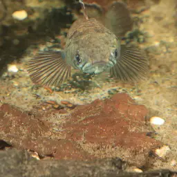 Asiatic Snakehead, photo 8
