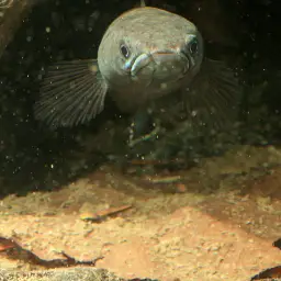 Asiatic Snakehead, photo 9