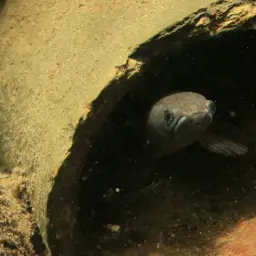 Asiatic Snakehead, photo 10