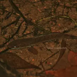 Asiatic Snakehead, photo 11