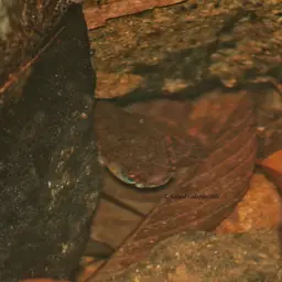 Asiatic Snakehead, photo 12
