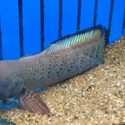Knight's Snakehead