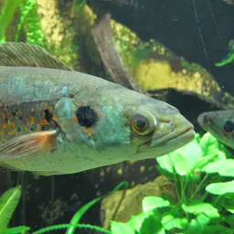 Ocellated Snakehead