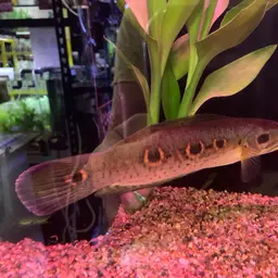 Ocellated Snakehead, photo 3