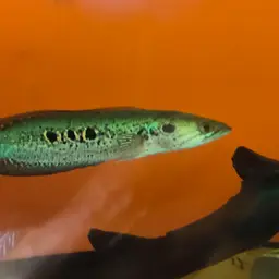 Ocellated Snakehead, photo 4
