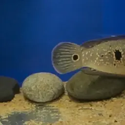 Ocellated Snakehead, photo 5