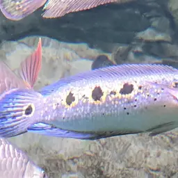 Ocellated Snakehead, photo 6
