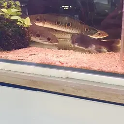 Ocellated Snakehead, photo 7