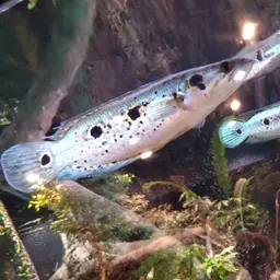 Ocellated Snakehead, photo 8