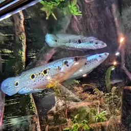 Ocellated Snakehead, photo 9