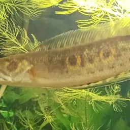 Ocellated Snakehead, photo 10