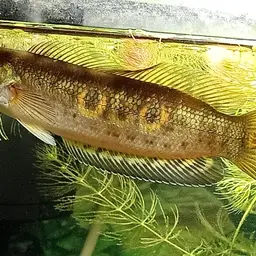 Ocellated Snakehead, photo 11