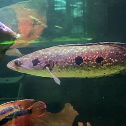 Ocellated Snakehead, photo 12