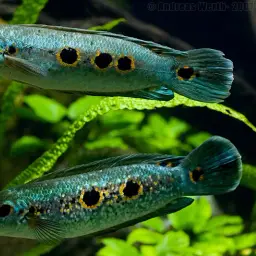 Ocellated Snakehead, photo 2